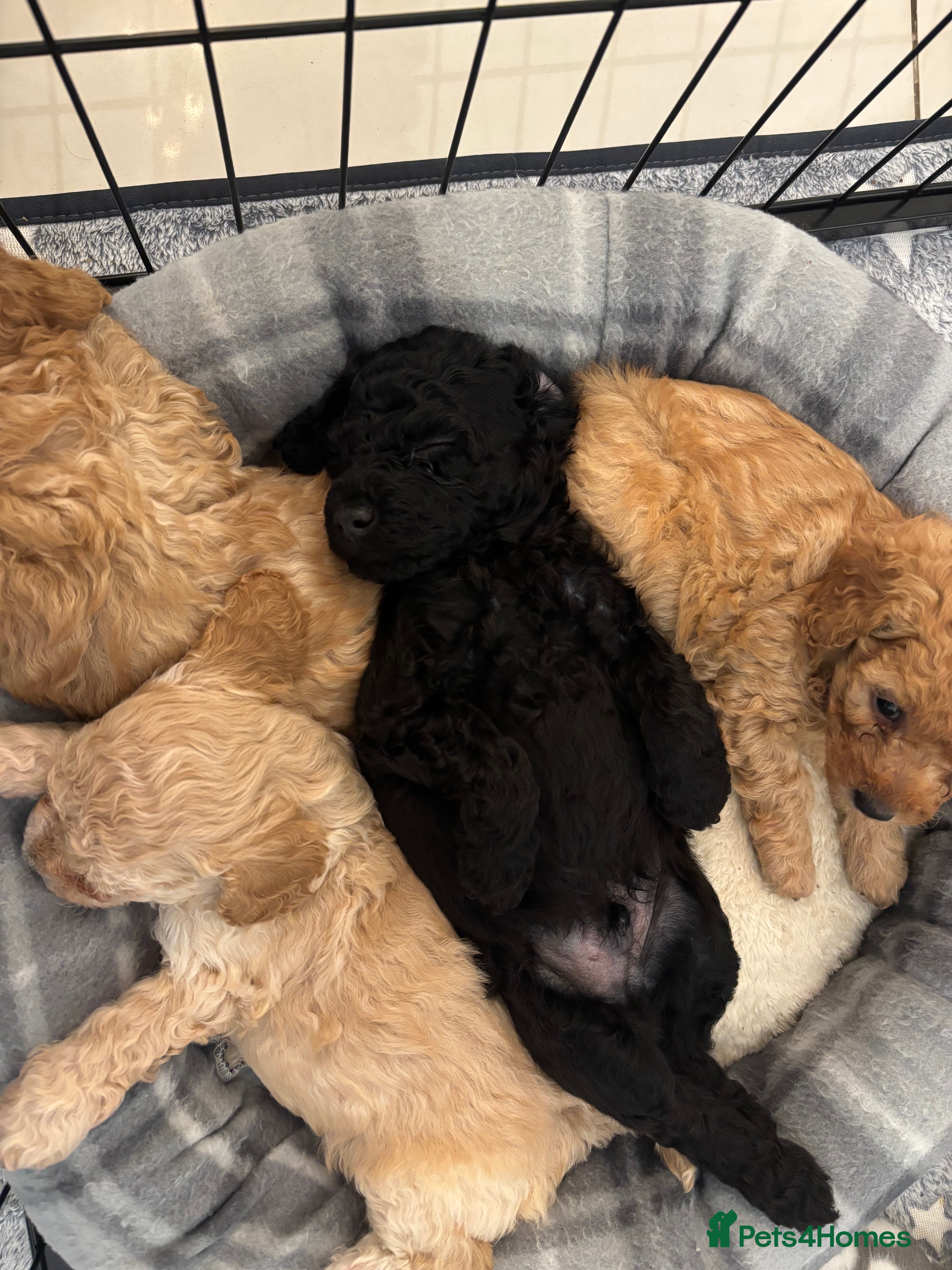 Cavapoo dogs F2 Cavapoo pups - Advert 3