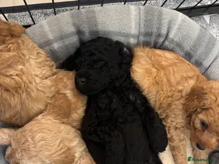 Cavapoo dogs F2 Cavapoo pups - Advert 3