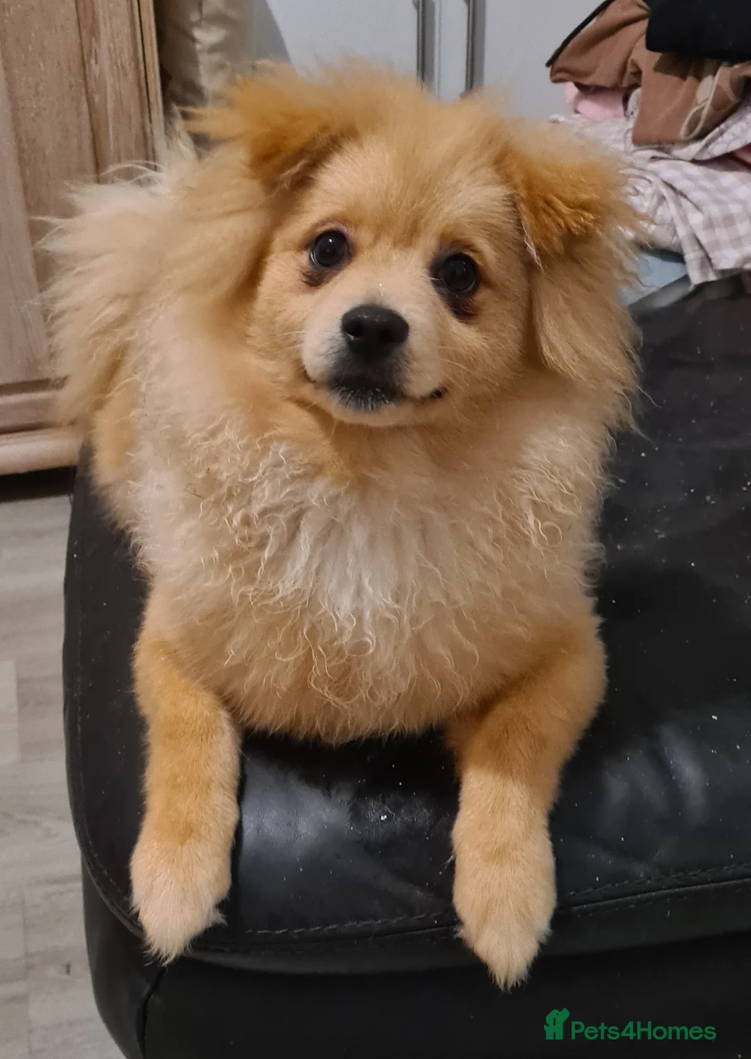Pomeranian dogs for sale: 2 puppy boy - Advert 11