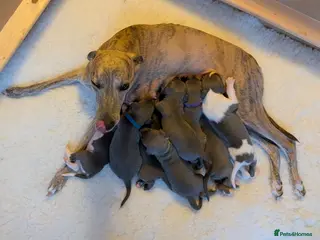 Whippet dogs 8 beautiful blue whippet pups - Advert 17