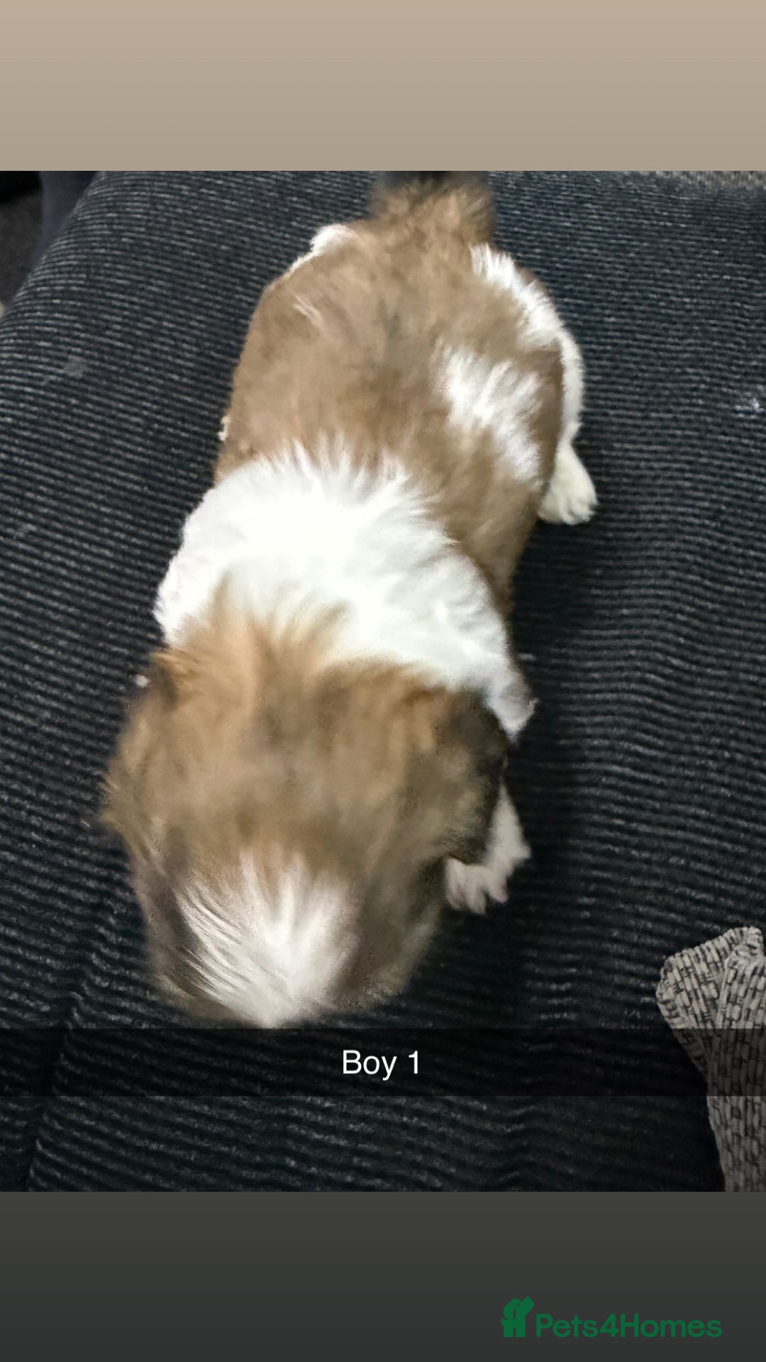 Shih Tzu dogs for sale: 5 stunning Shih Tzu puppies  - Advert 7