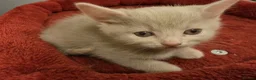 Mixed Breed cats for sale: 3 Lovely kittens for sale  - Advert 8