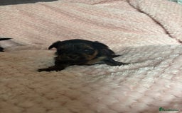 Yorkshire Terrier dogs for sale: Miniature Yorkshire Terrier Puppies  - Image 2