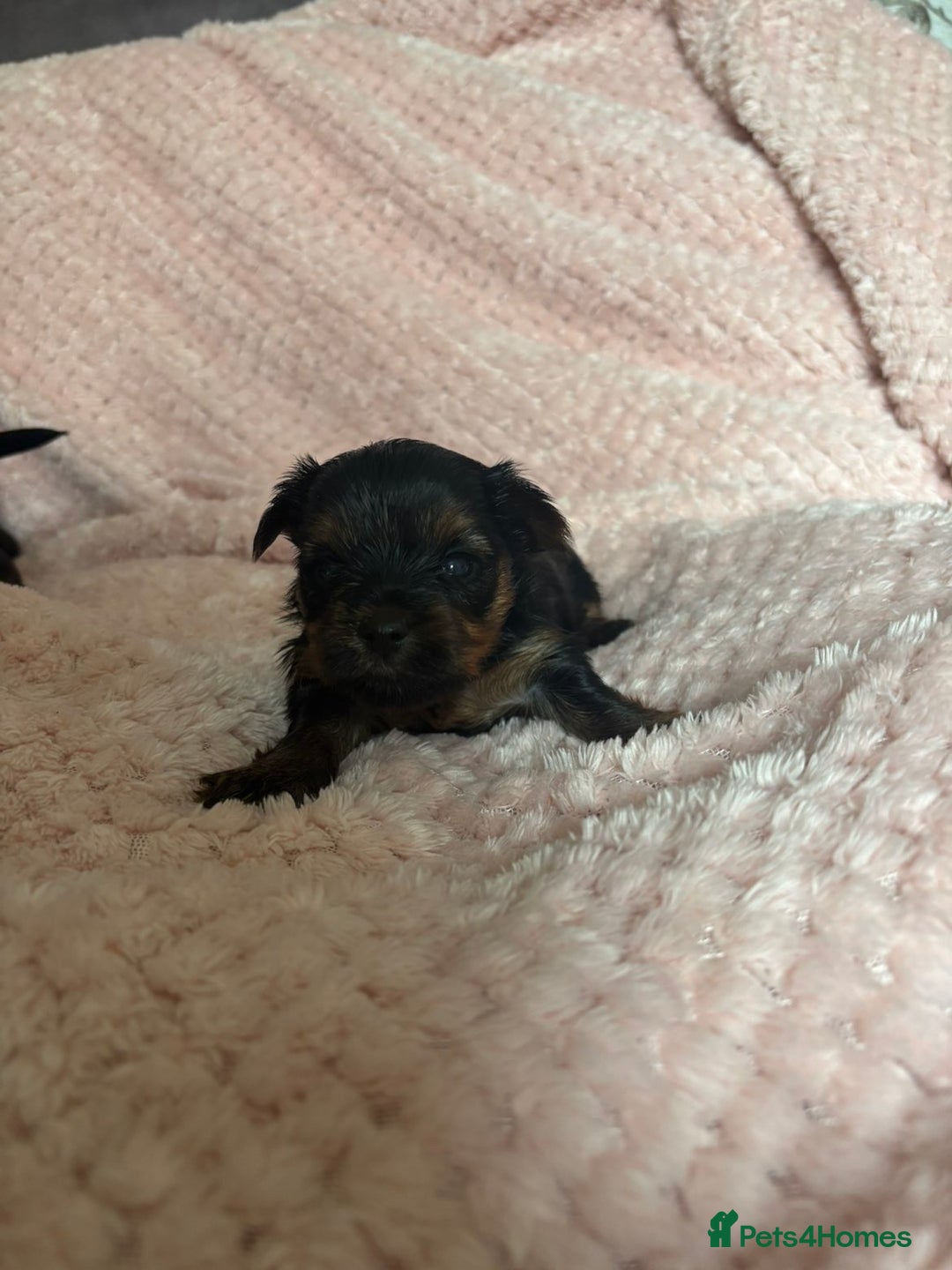 Yorkshire Terrier dogs for sale: Miniature Yorkshire Terrier Puppies  - Image 2
