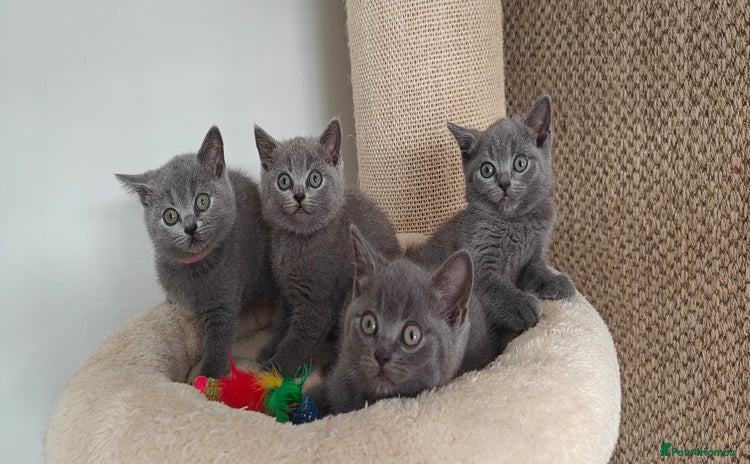 British Shorthair cats - Advert 8