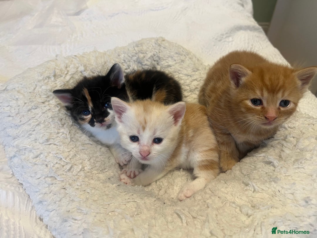 Mixed Breed cats for sale: Loving kittens - Advert 9