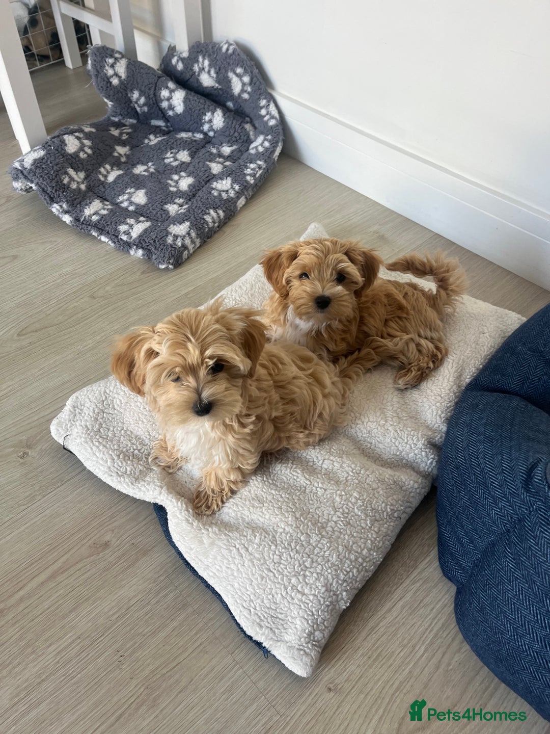Maltipoo dogs for sale: Beautiful Maltipoo’s LAST LITTLE BOY LEFT - Image 11