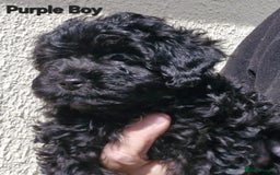 Mixed Breed dogs for sale: Yorkiepoo Puppies - Image 3
