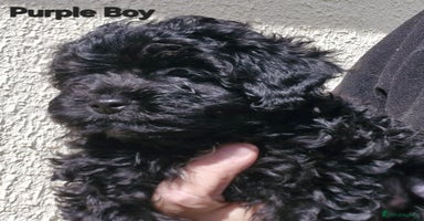 Mixed Breed dogs - Advert 3