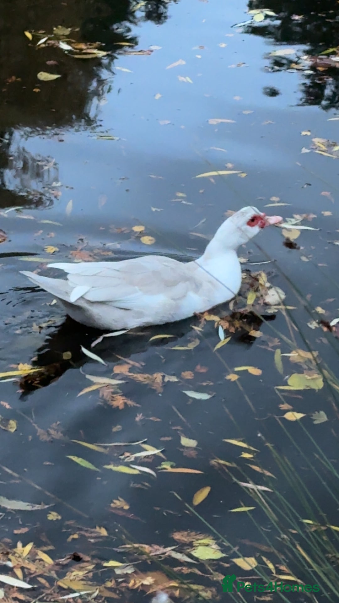 Ducks poultry for sale: Muscovy ducks for sale - Image 3