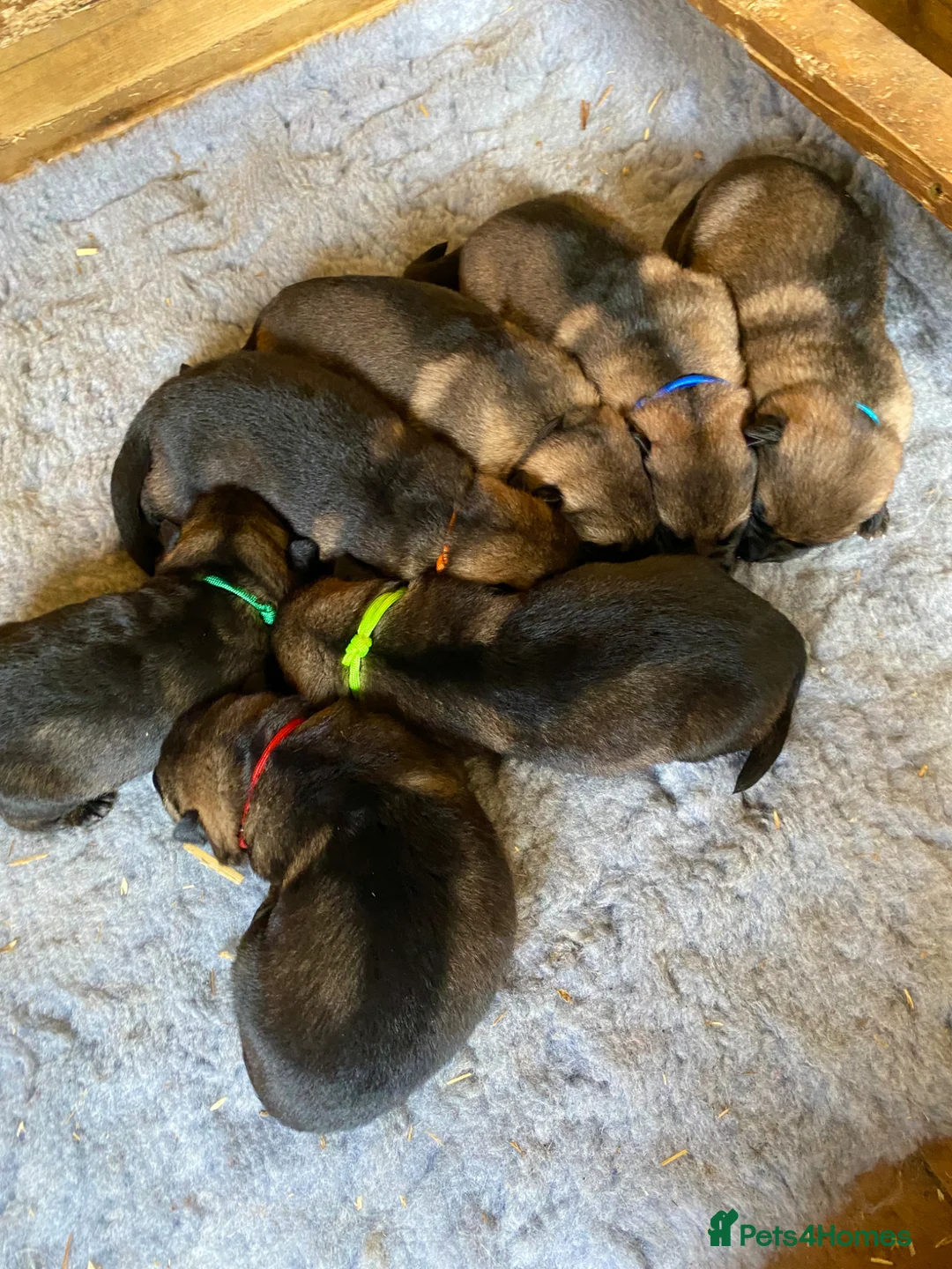 German Shepherd dogs for sale: Working line GSD pups  - Advert 21
