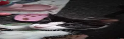 Mixed Breed cats for sale: 3 beautiful  kittens  more than reddish  to go in Exeter - Advert 6