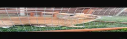 Rex rabbits for sale: Beautiful male Rex rabbit 9 months old  - Advert 1