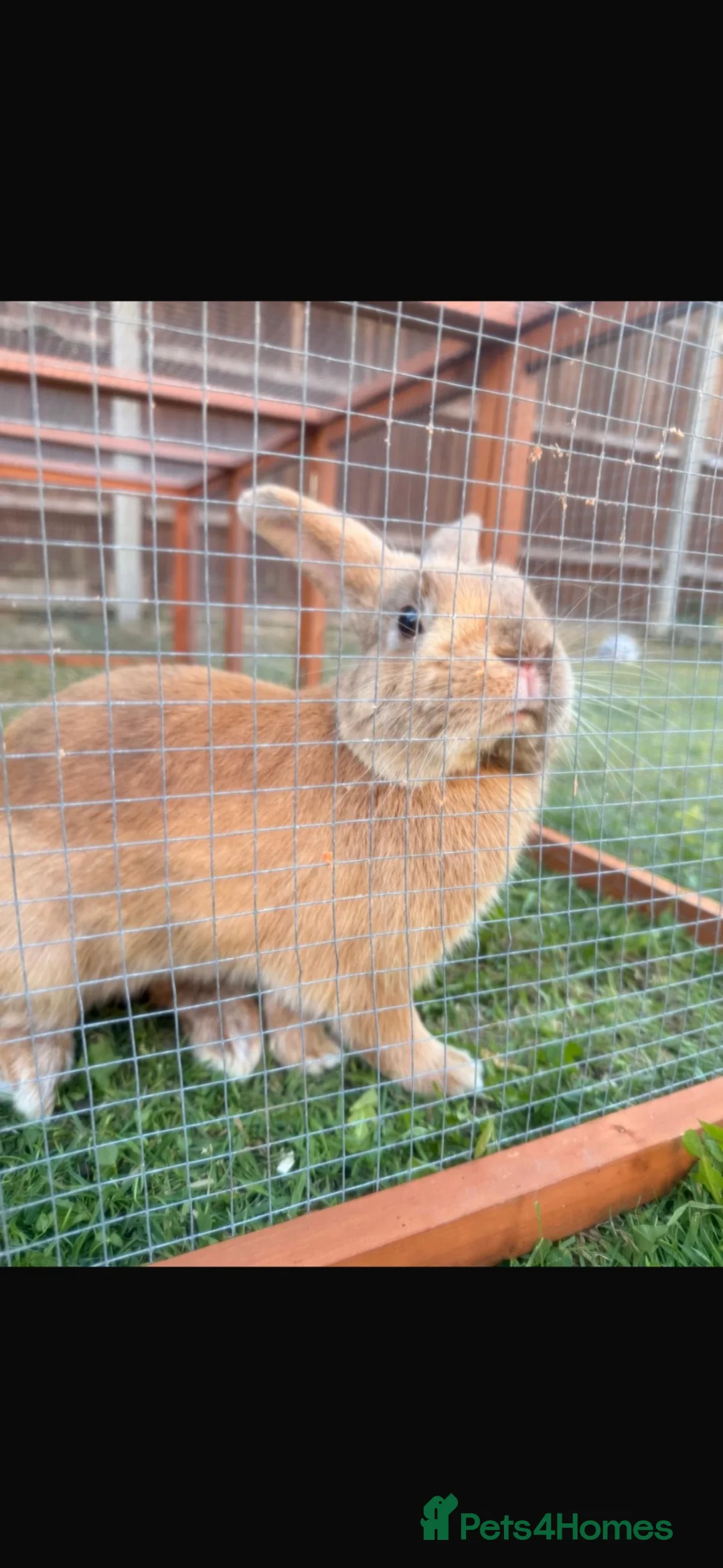 Rex rabbits for sale: Beautiful male Rex rabbit 9 months old  - Advert 1