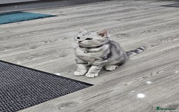 British Shorthair cats for sale: Beautiful Silver Tabby British Shorthair Boy - Image 1