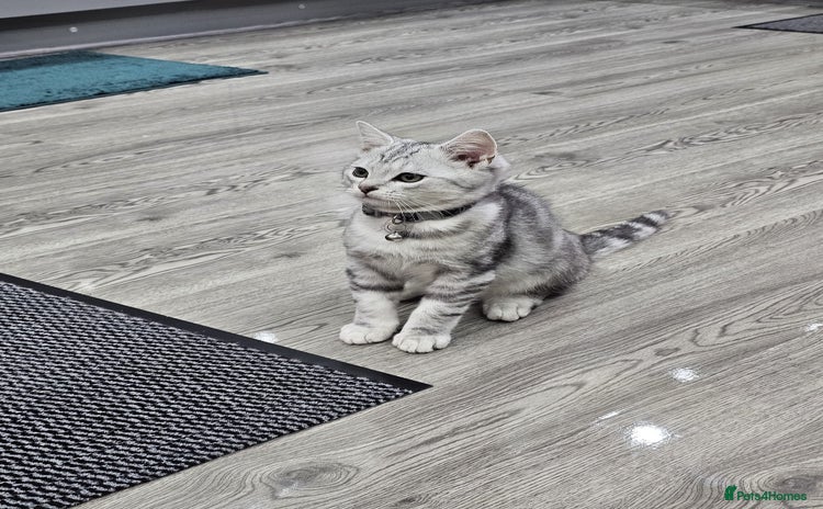 British Shorthair cats - Advert 1