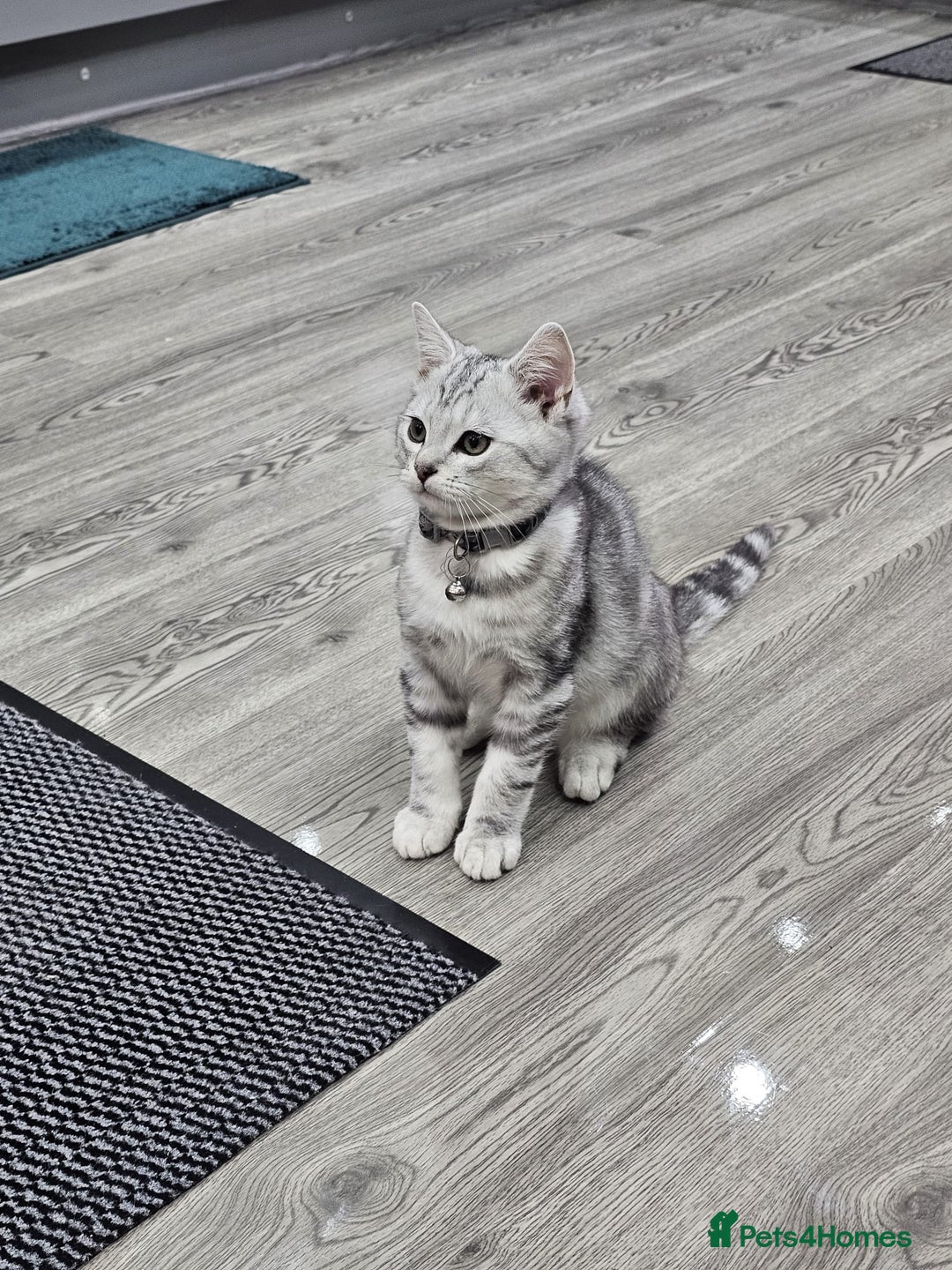 British Shorthair cats for sale: Beautiful Silver Tabby British Shorthair Boy - Image 1