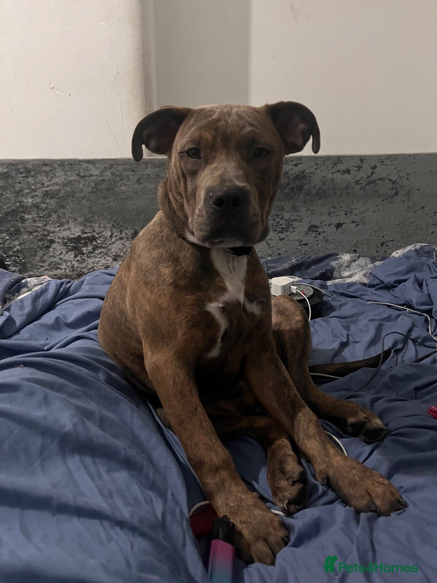 Mixed Breed dogs for sale: Luna  - Advert 6