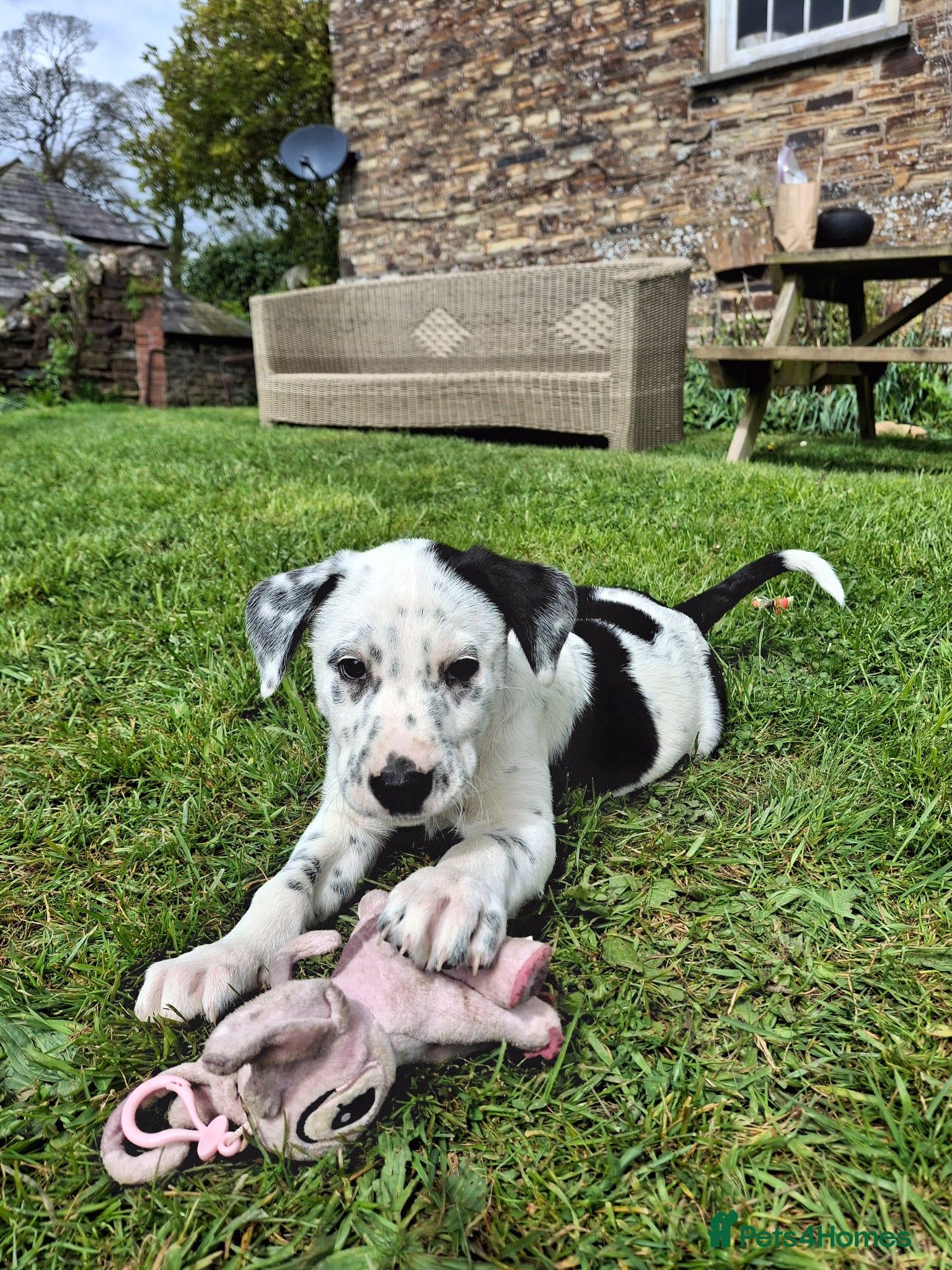 Mixed Breed dogs Dollies for sale  - Advert 2