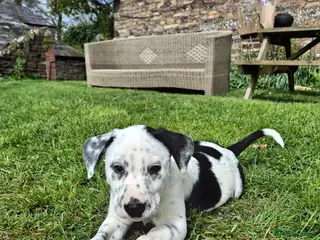 Mixed Breed dogs Dollies for sale - Advert 11