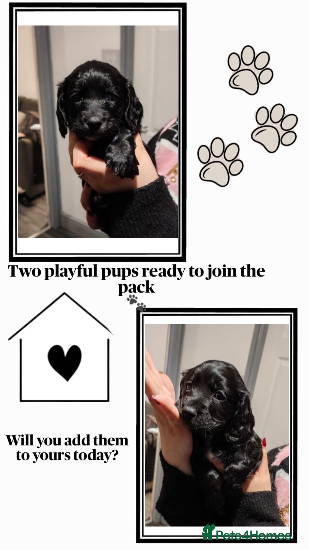 Sprocker dogs sprocker puppies 2 black girls left - Advert 4