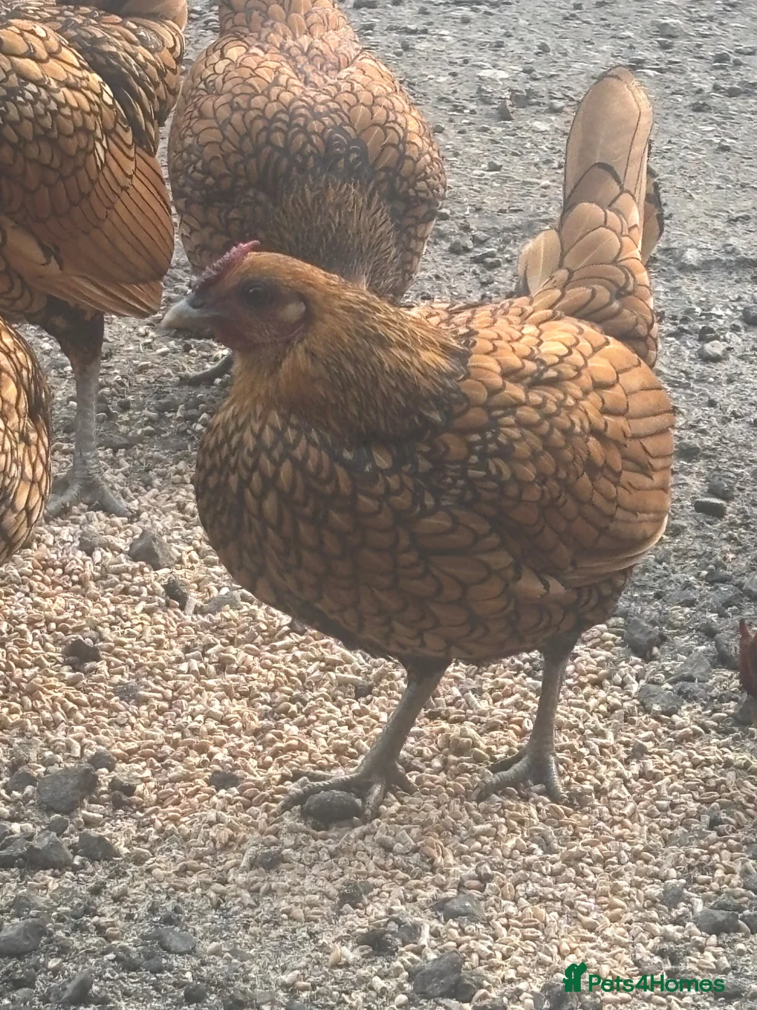 Chickens poultry for sale: Gold laced Seabright hatching eggs x 6 in Pickering - Advert 2