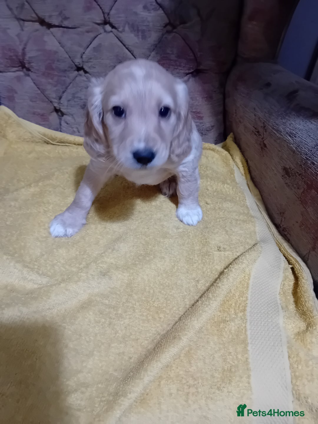 Cockapoo dogs for sale: Cocker × Cockapoo  - Advert 4