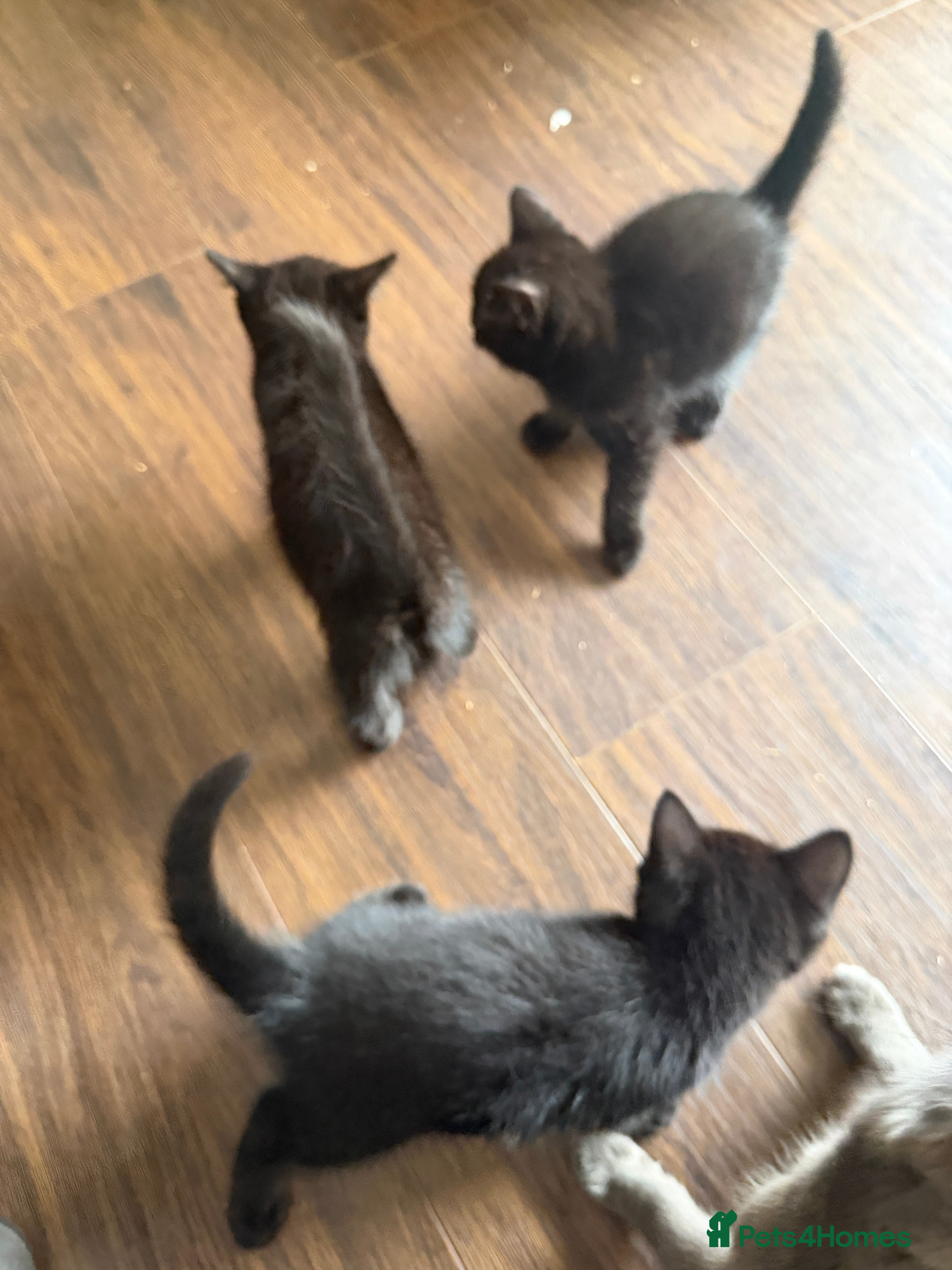 Mixed Breed cats for sale: 5 kittens for sale - Advert 7