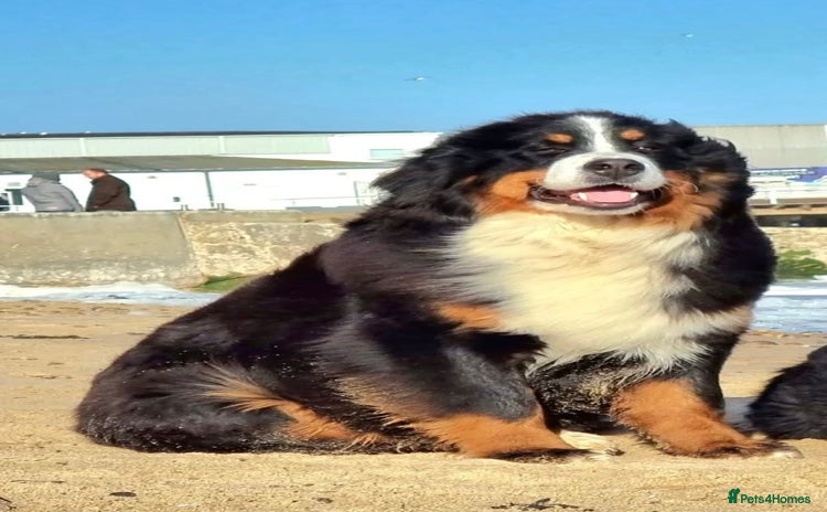 Bernese Mountain Dog dogs - Advert 1