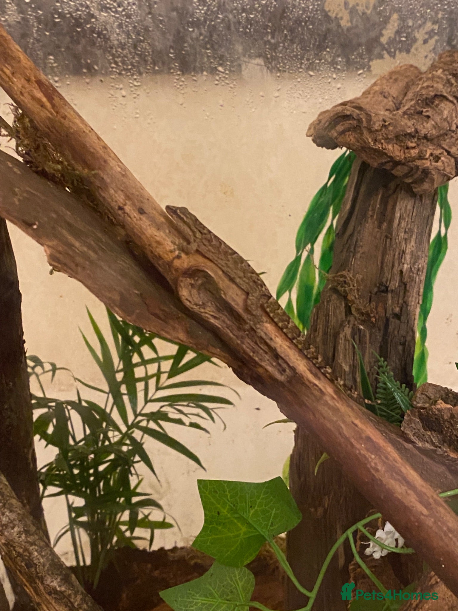 Gecko reptiles 6+ Mourning Geckos urgently need new home - Advert 1