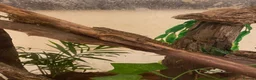 Gecko reptiles for sale: 6+ Mourning Geckos urgently need new home - Advert 1