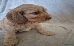 Cockapoo dogs for sale: Cockapoo puppies - Image 3