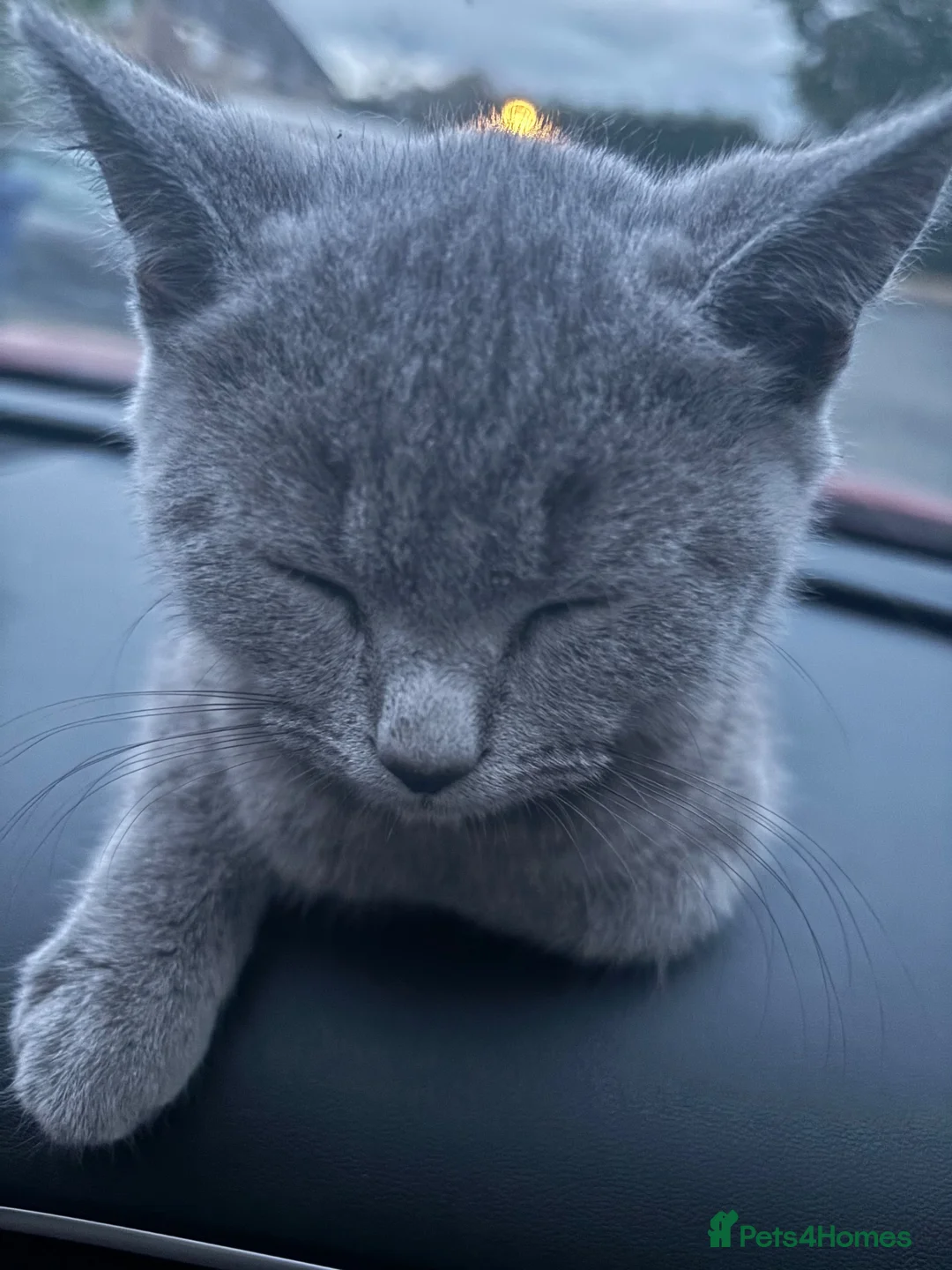 British Shorthair cats for sale: 4 KITTENS - 2x BSH/BLH 2x BSH  - Advert 2