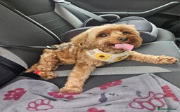 Cavapoo dogs for sale: F1B Cavapoo puppies DUE 4 Aug.DNA hereditory clear - Image 14