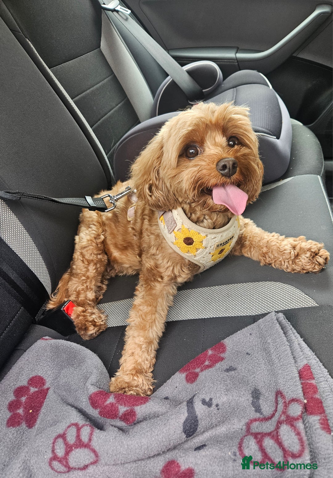 Cavapoo dogs for sale: F1B Cavapoo puppies DUE 4 Aug.DNA hereditory clear - Image 14