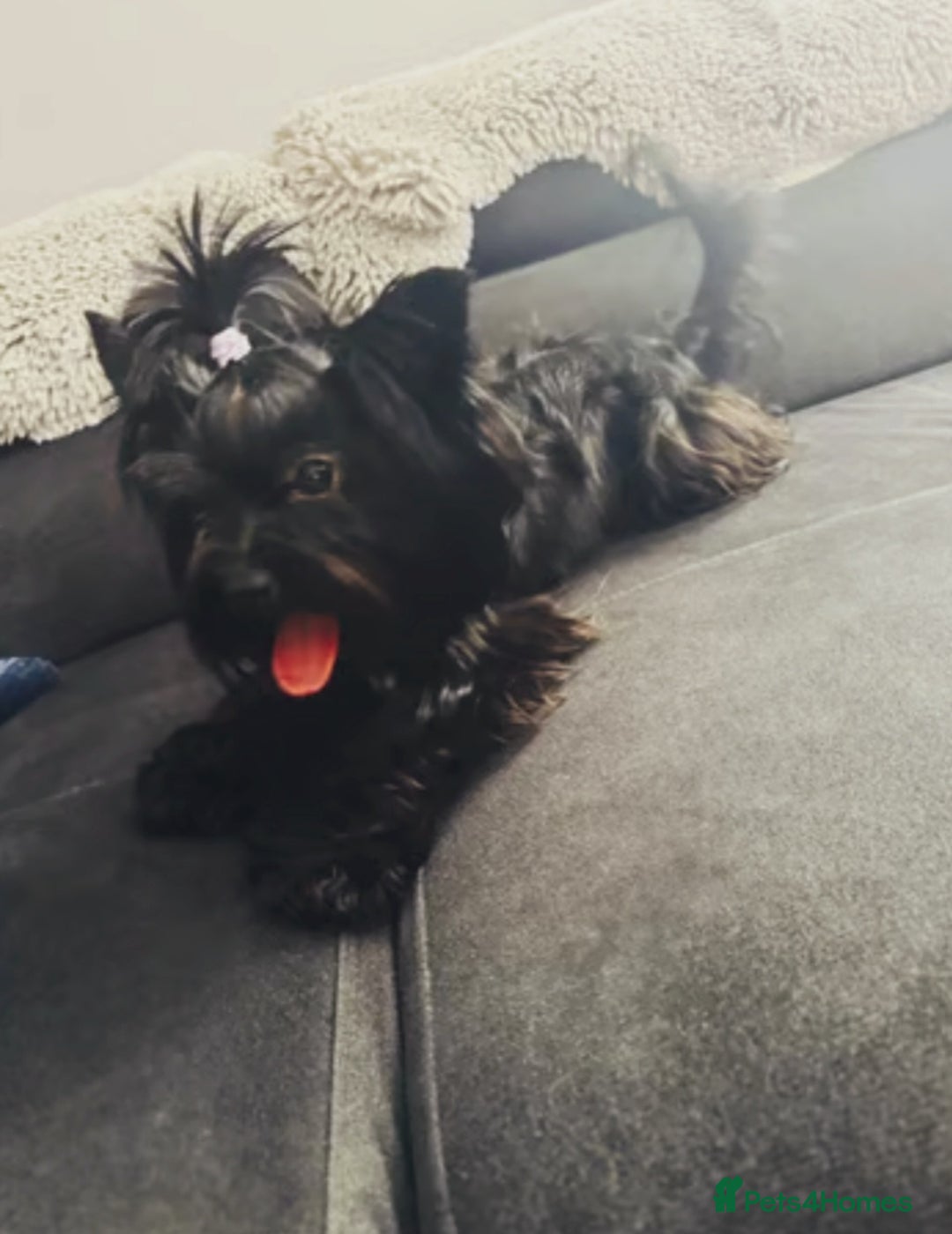 Yorkshire Terrier dogs for sale: Puppies - Image 2