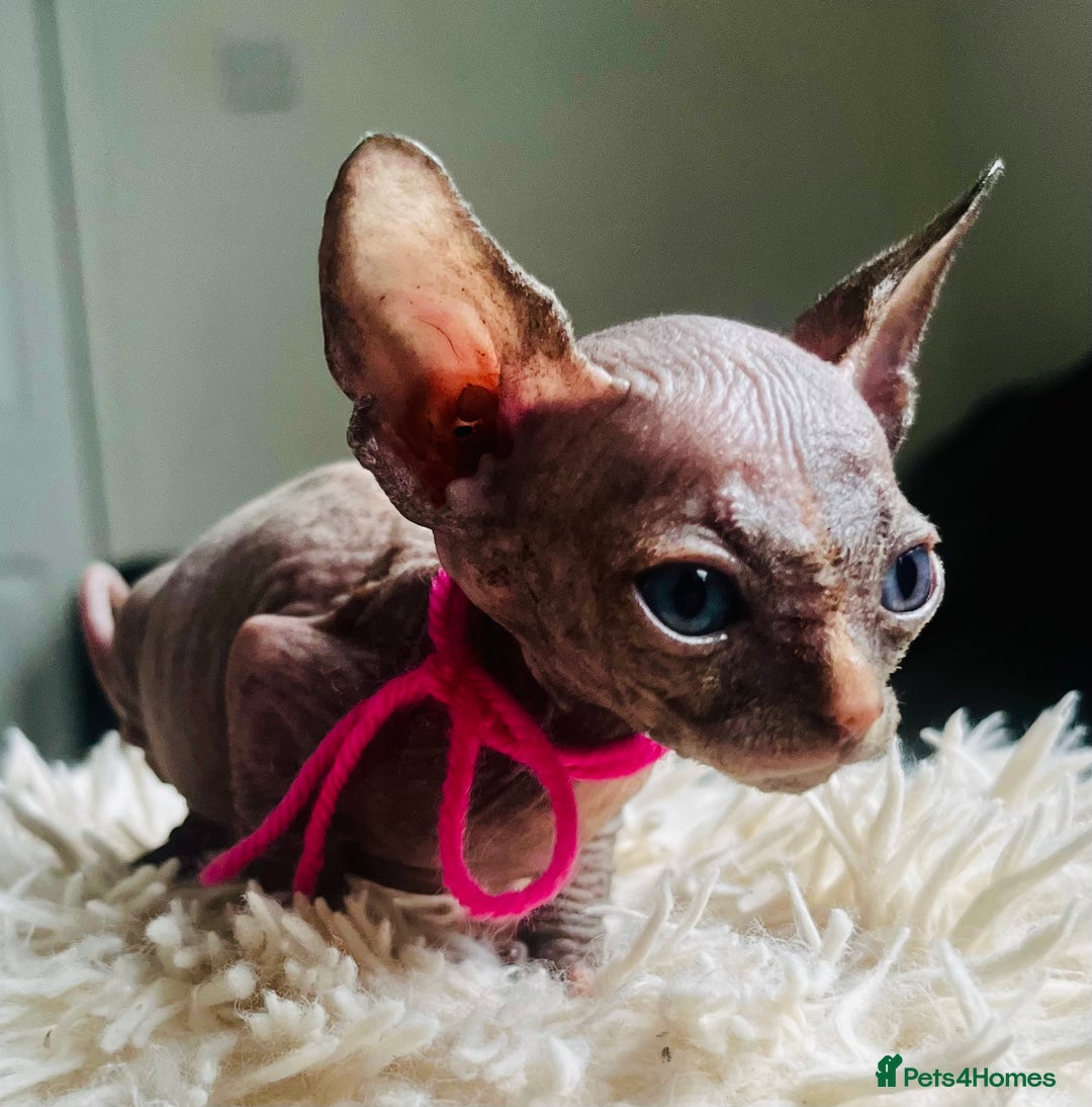 Sphynx cats for sale: Sphynx kittens - Image 6