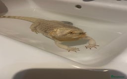 Bearded Dragon reptiles for sale: Bearded dragon and full set up - Image 12