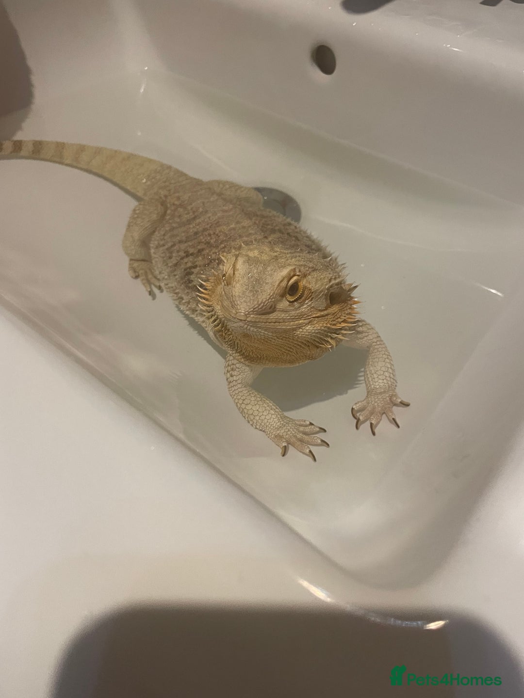 Bearded Dragon reptiles for sale: Bearded dragon and full set up - Image 12