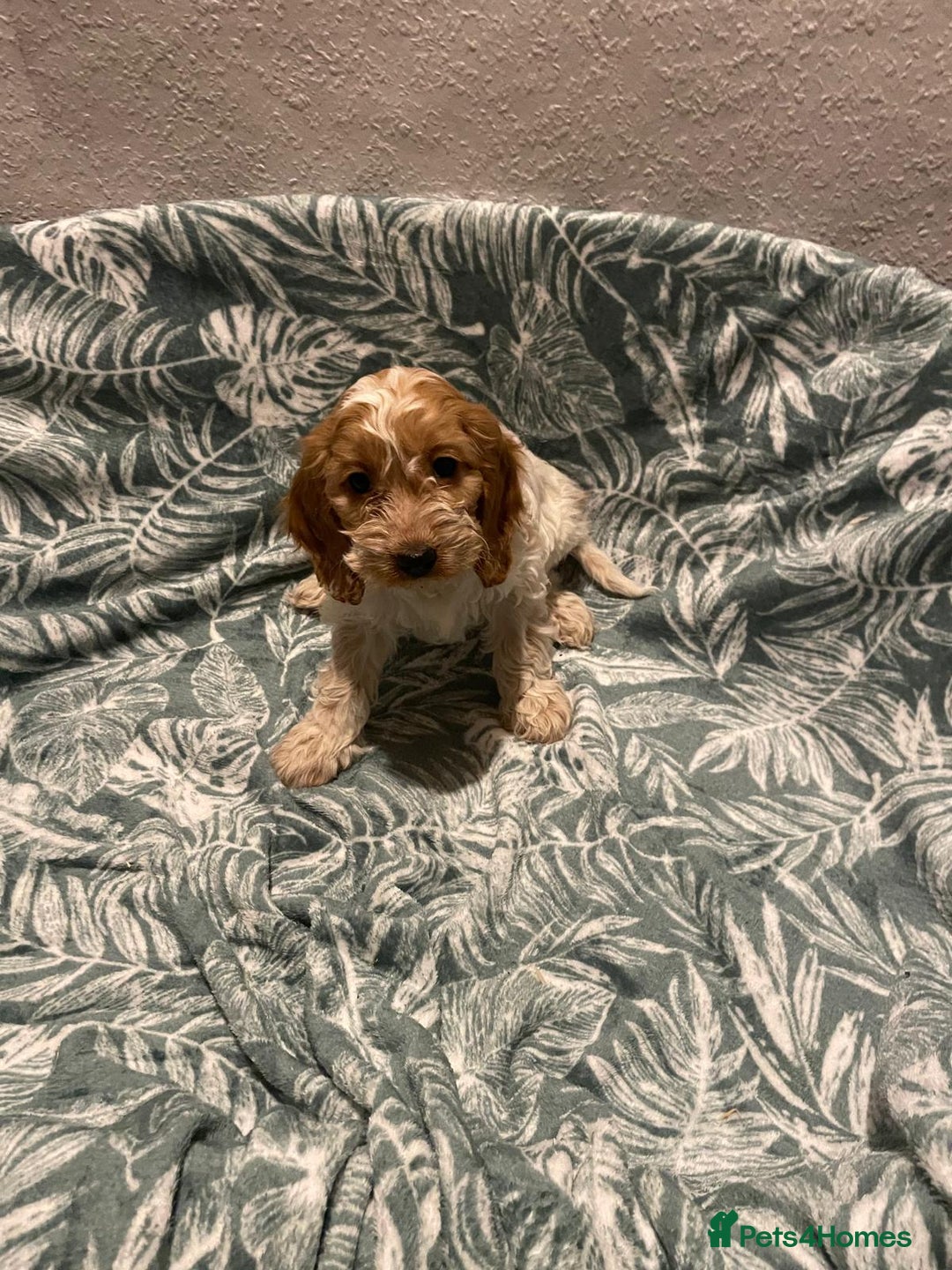 Cockapoo dogs for sale: Cockapoo - Advert 6