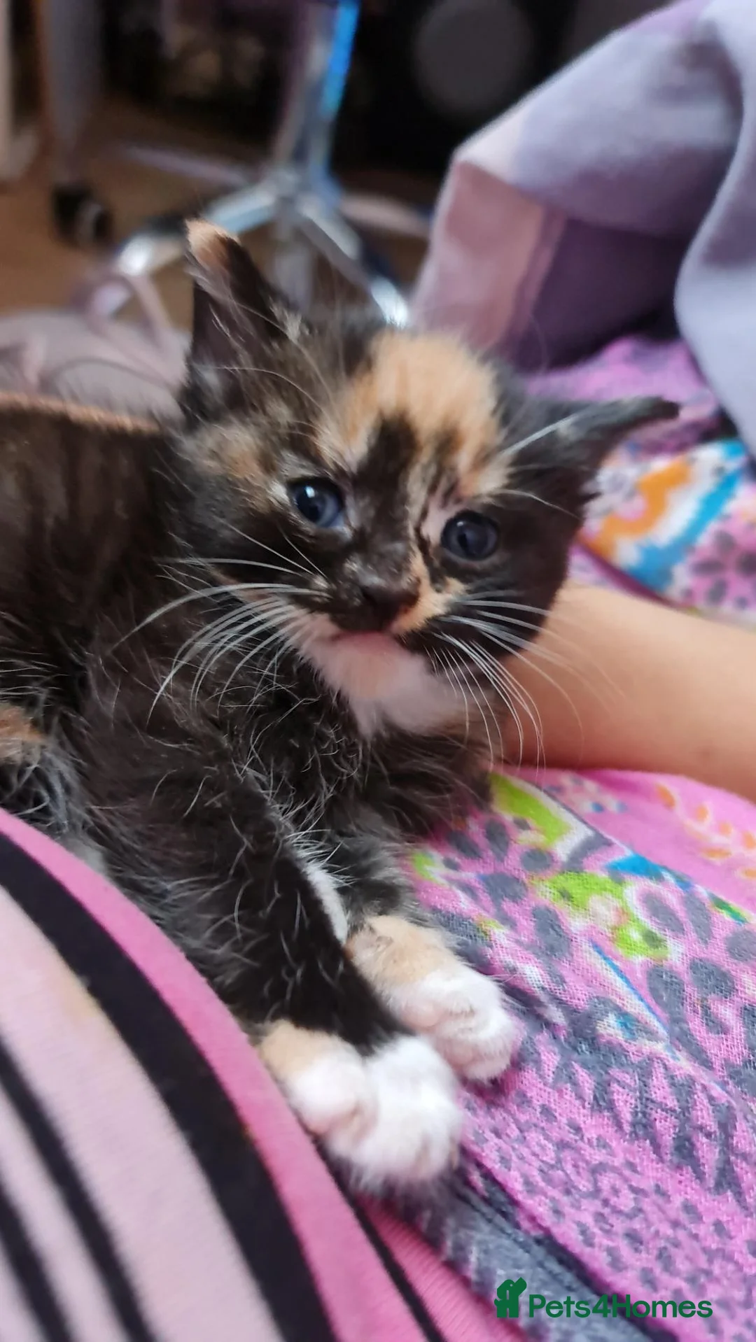 Mixed Breed cats for sale: Beautiful Tortoiseshell Kittens - Advert 6