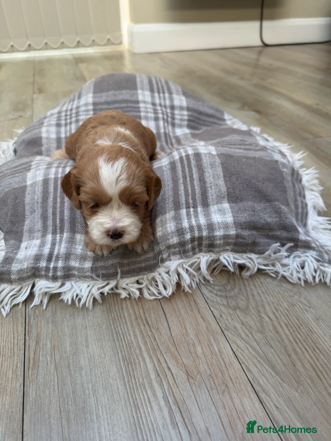 Cavapoo dogs for sale: Cavapoo puppies  - Advert 10