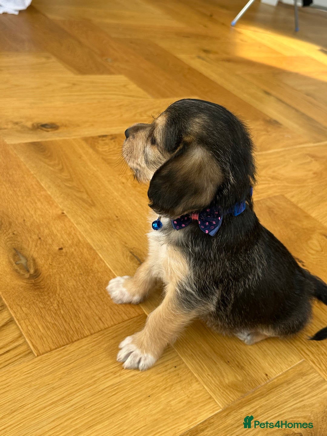 Mixed Breed dogs for sale: Beautiful Beagle X Cavapoo Puppies 🐾  - Image 10