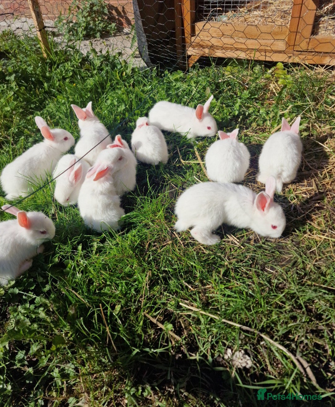 New Zealand rabbits for sale: 11 New zealand rabbits for Sale - Image 7