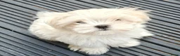 Maltese dogs for sale: Beautiful cuties - Advert 9