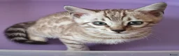 Bengal cats for sale: Bengals rare colours with clouded Leopard pattern - Advert 14