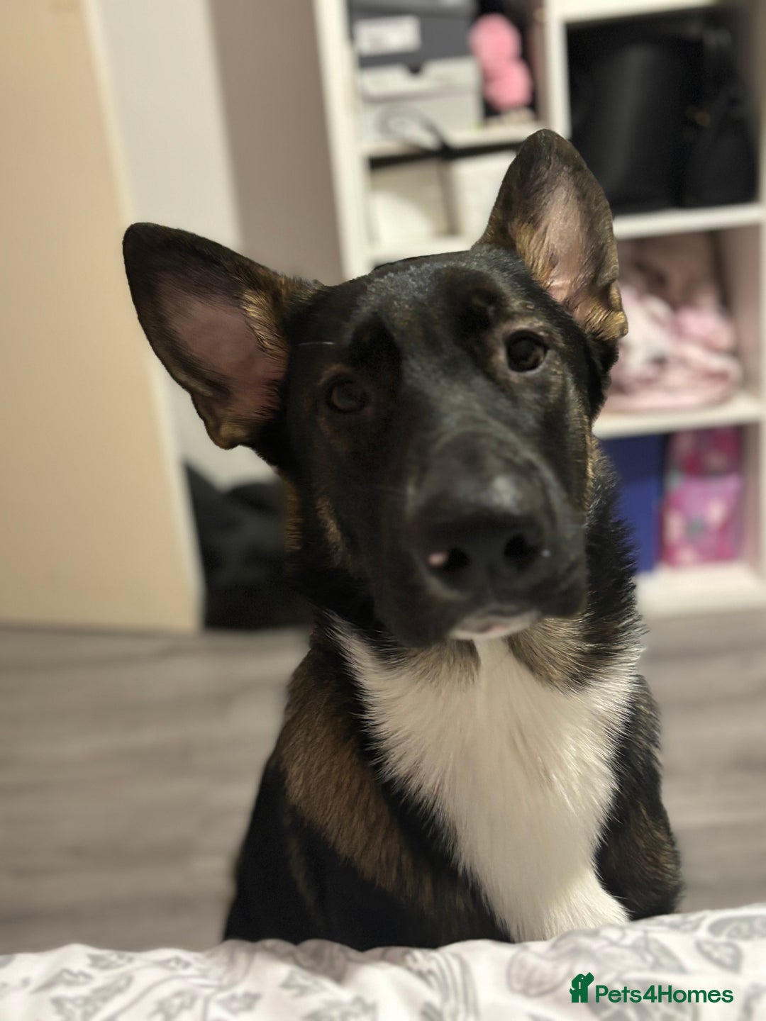 Mixed Breed dogs for sale: 1 year old Belgian shepherd  - Advert 3