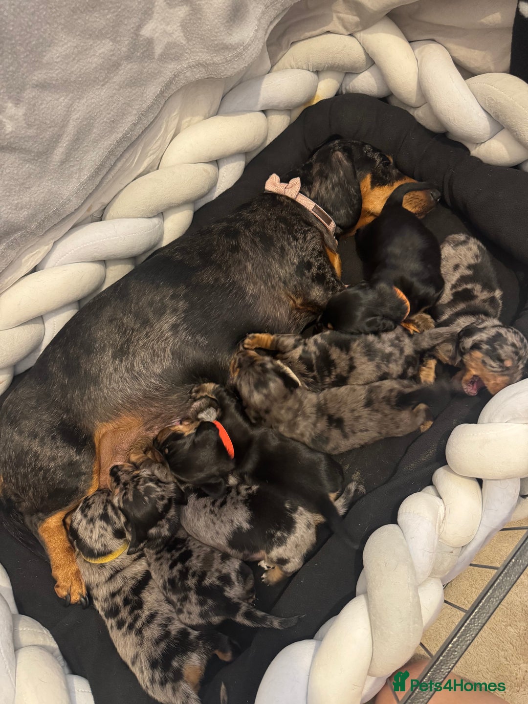 Miniature Dachshund dogs for sale: Beautiful Miniature Dachshund Puppies  - Image 6