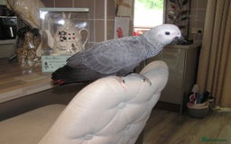 Parrots birds for sale: Baby African Grey Parrot with White Toe and Clawer - Image 2