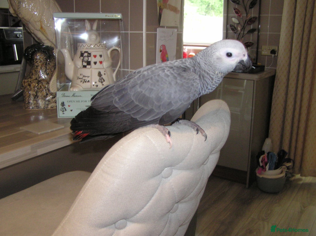 Parrots birds for sale: Baby African Grey Parrot with White Toe and Clawer - Image 2